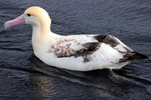 Madarak kamchatka